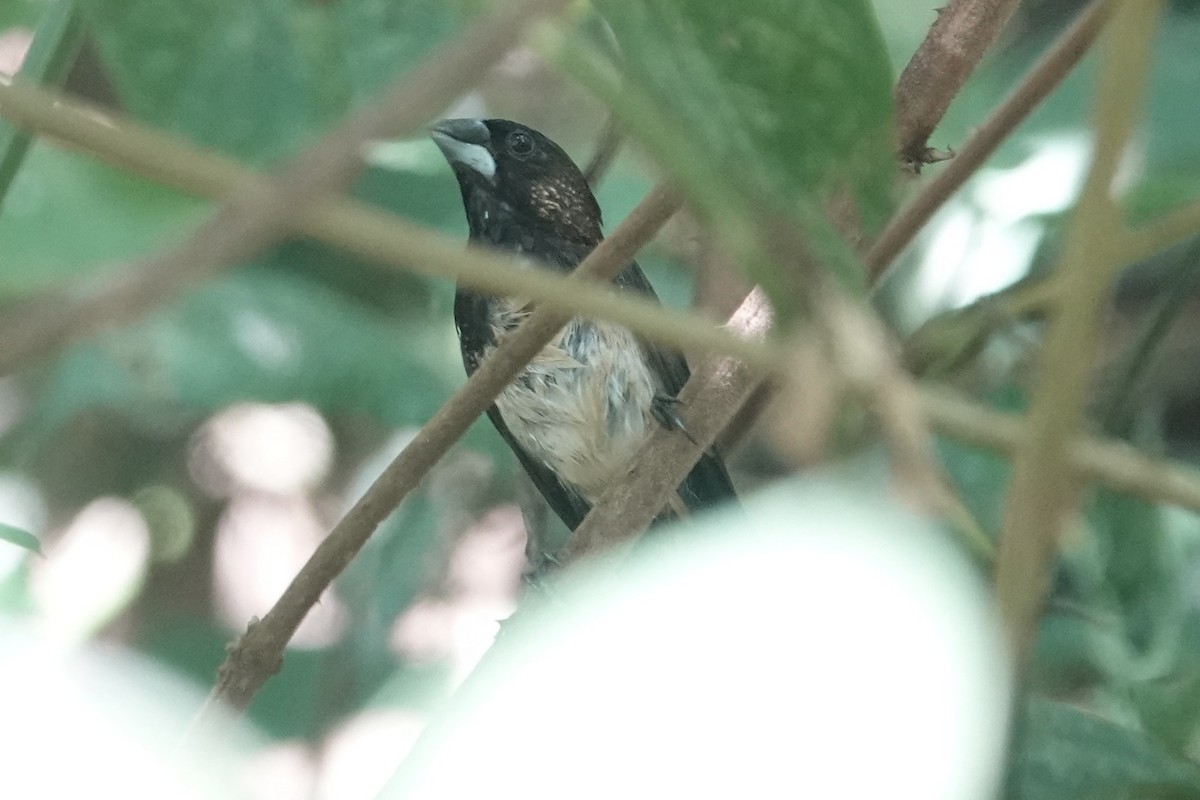 White-rumped Munia - ML645541305