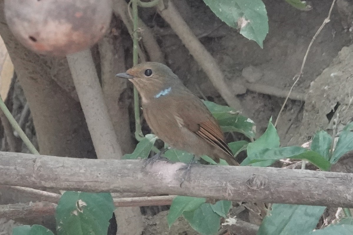 Large Niltava - ML645541307