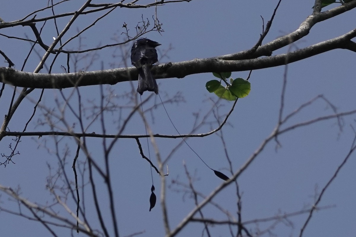 Lesser Racket-tailed Drongo - ML645541308