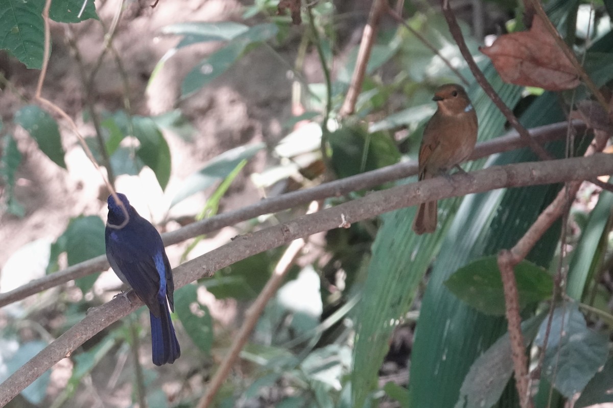 Large Niltava - ML645541309