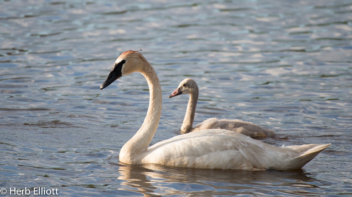 Trumpeter Swan - Herb Elliott