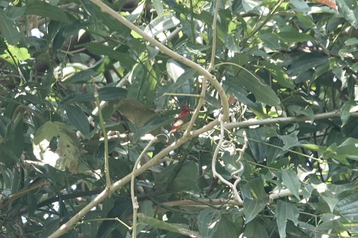 Fire-tailed Sunbird - ML645541310