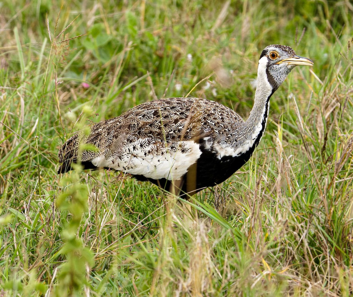 Hartlaub's Bustard - ML645541311