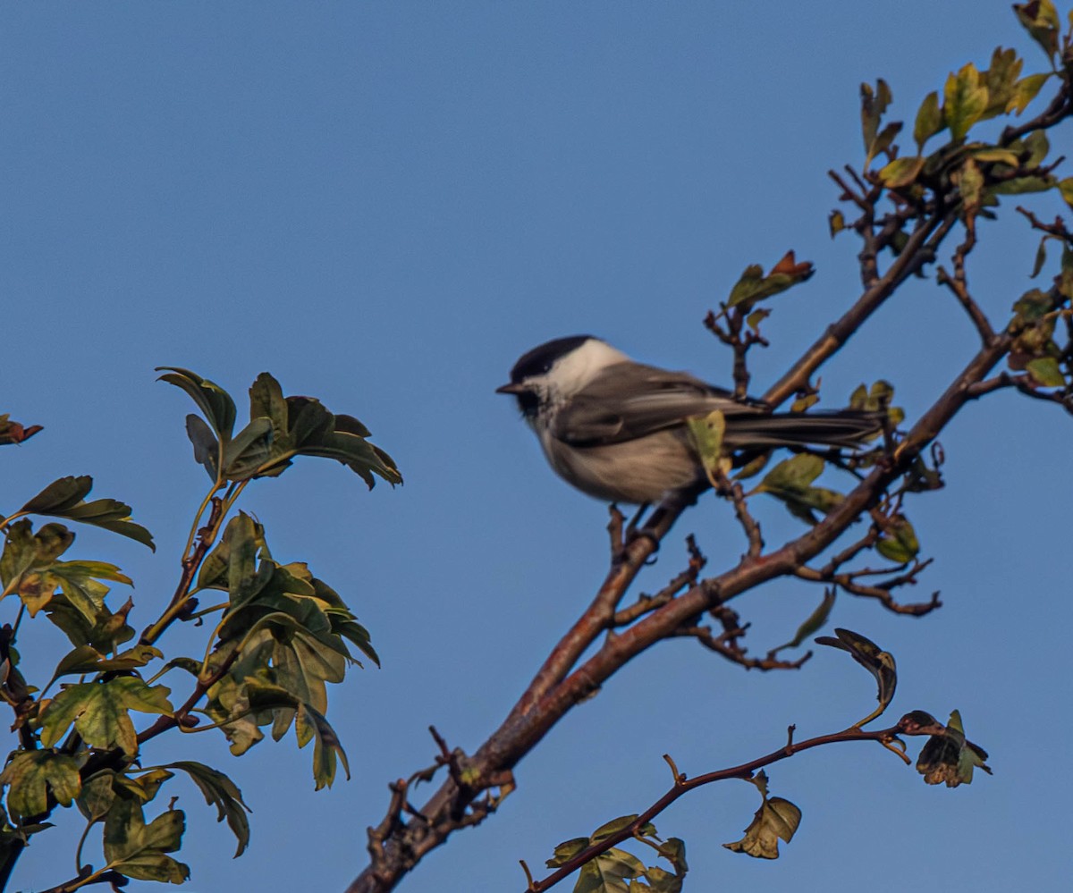 Mendi-kaskabeltza - ML645541312