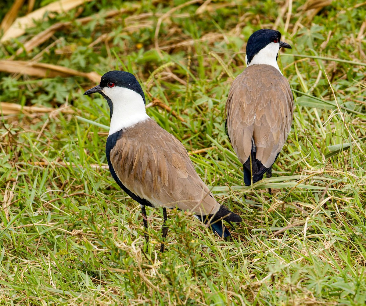 Hegabera ezproiduna - ML645541316