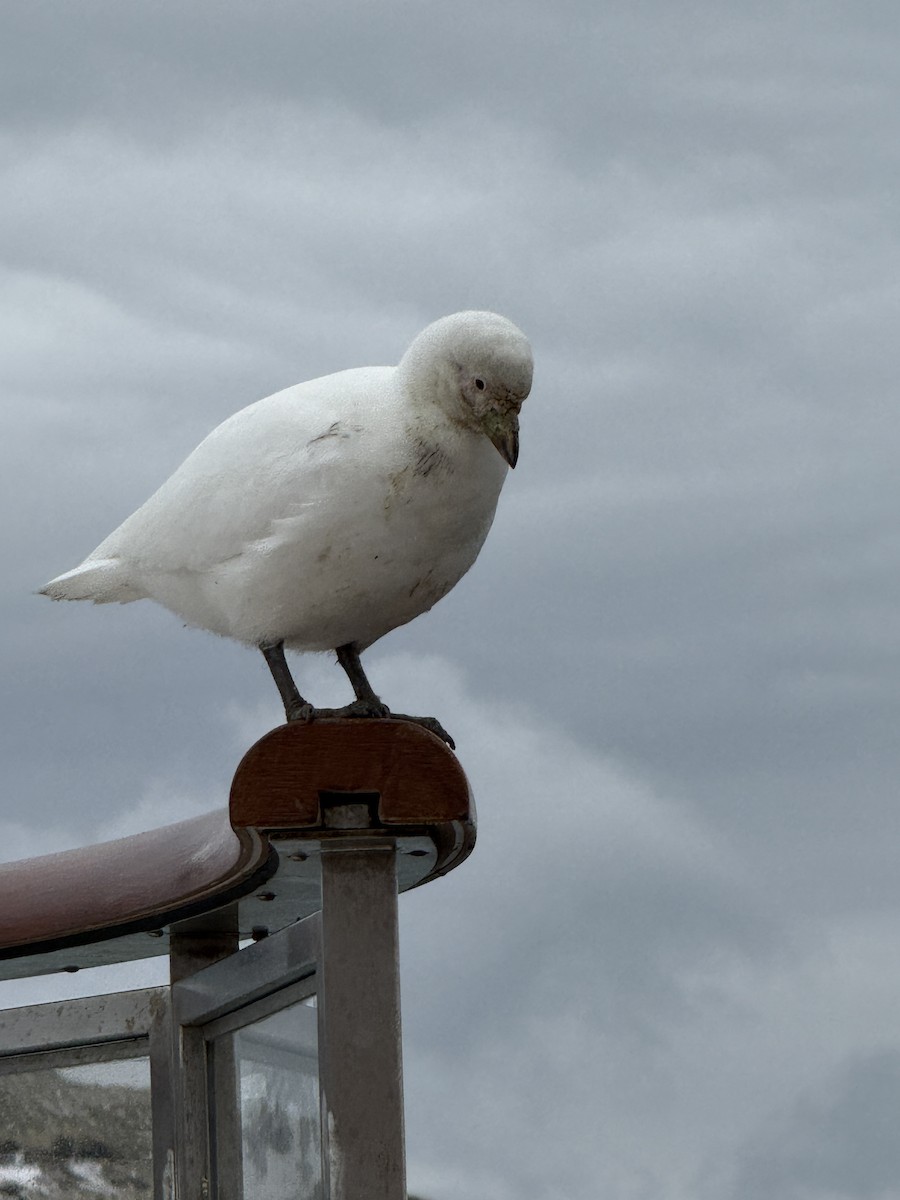 Snowy Sheathbill - ML645541317