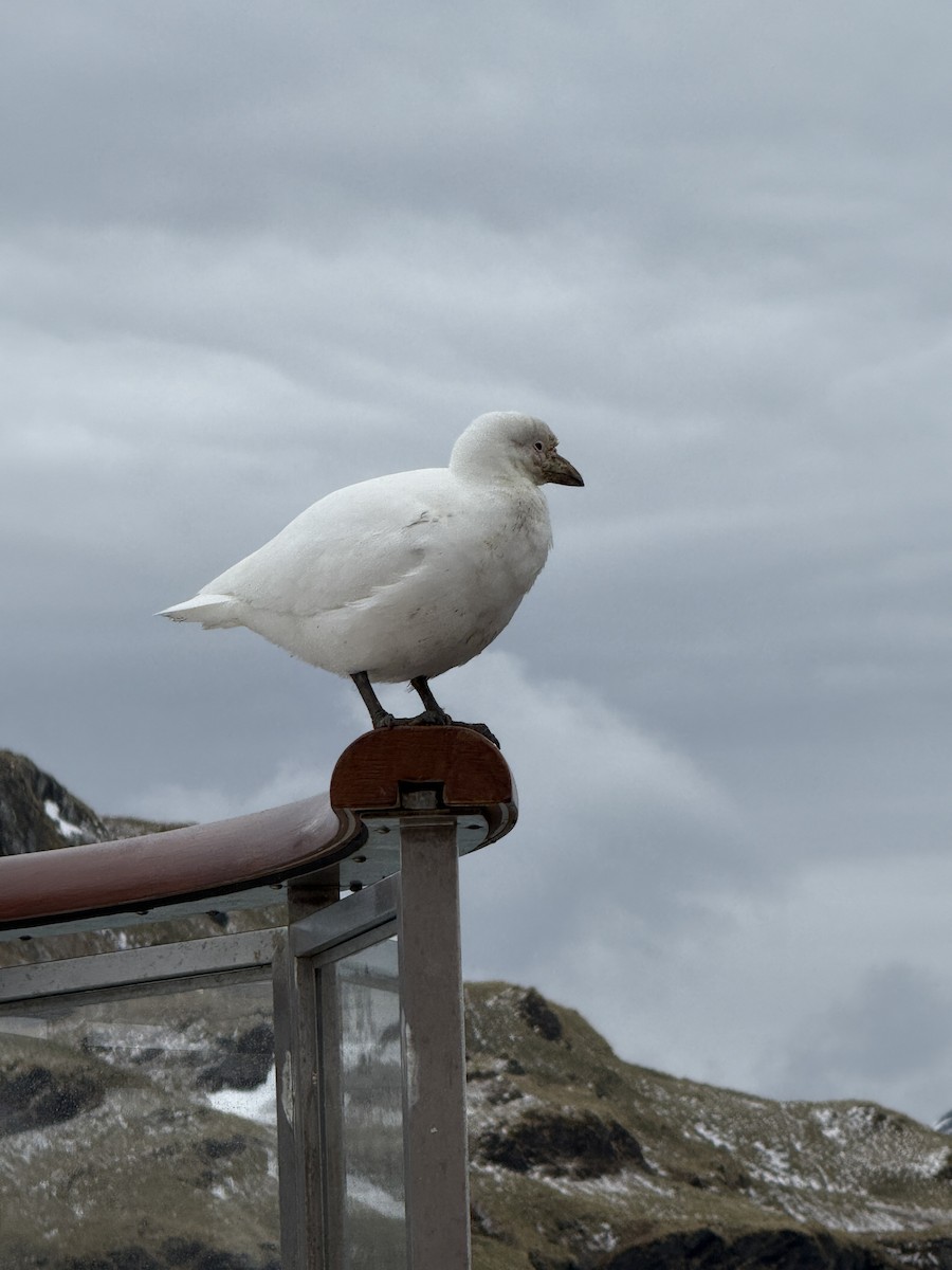 Snowy Sheathbill - ML645541318