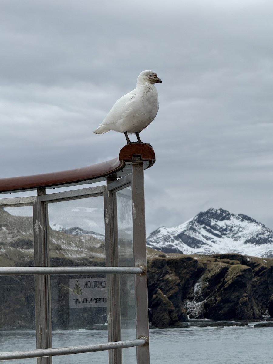 Snowy Sheathbill - ML645541319