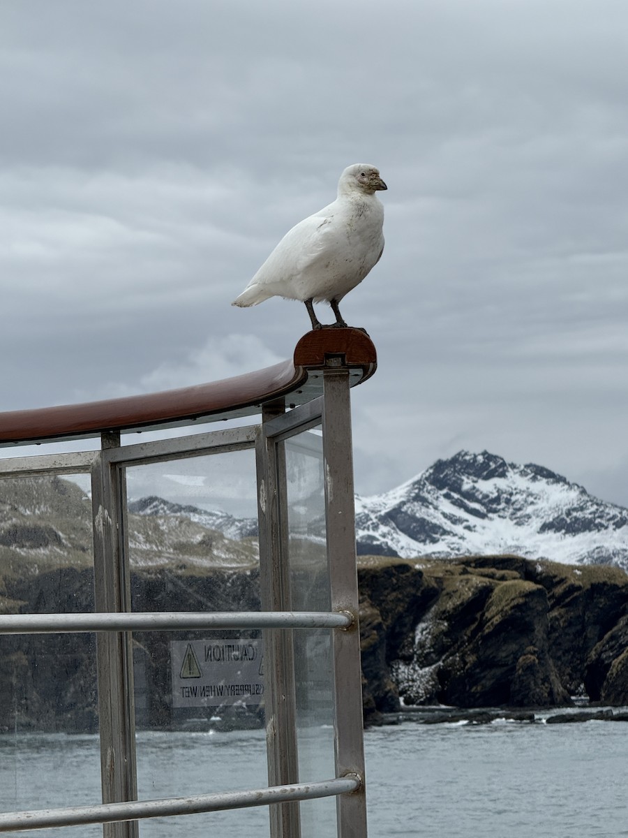 Snowy Sheathbill - ML645541320