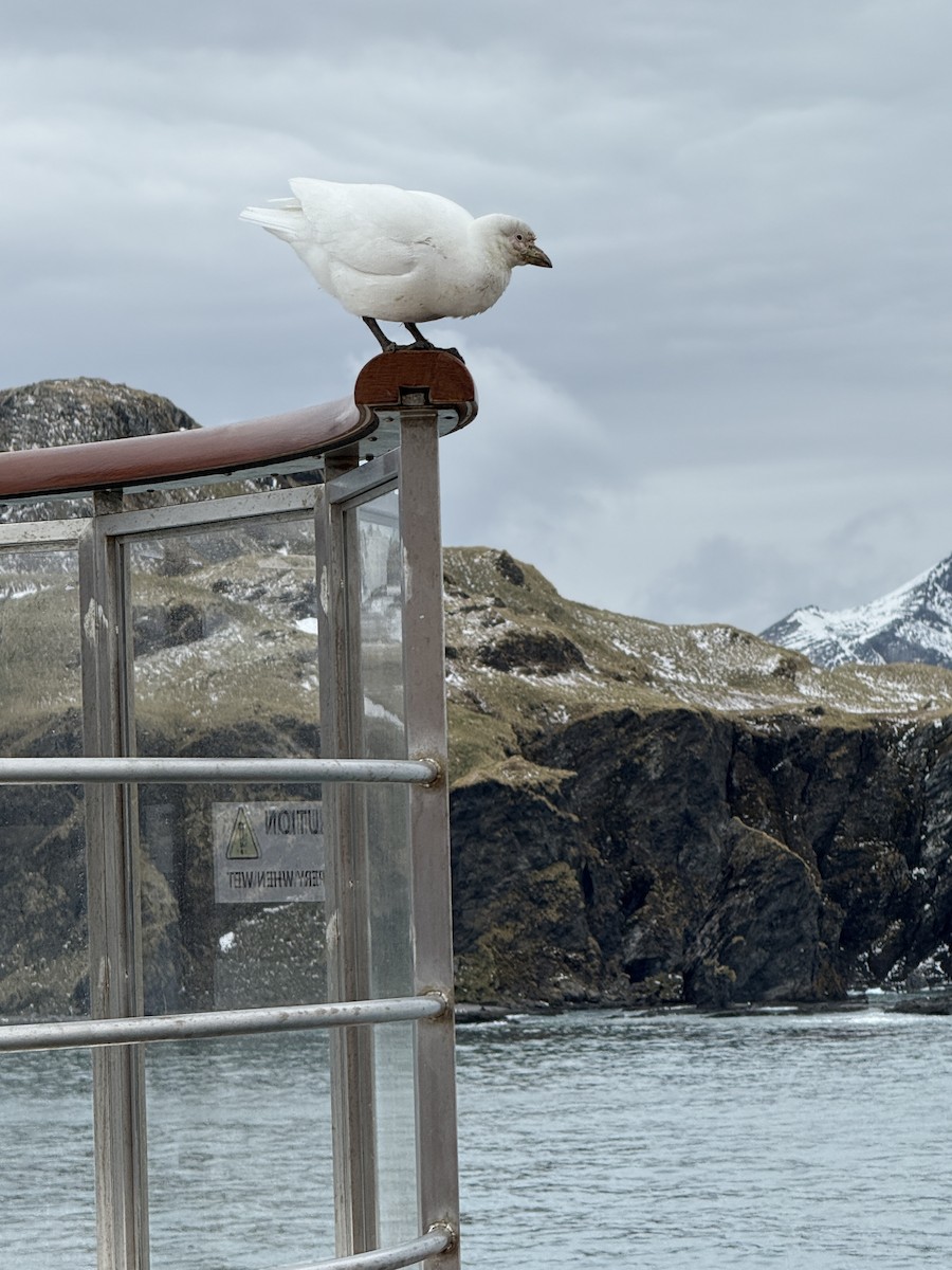 Snowy Sheathbill - ML645541321