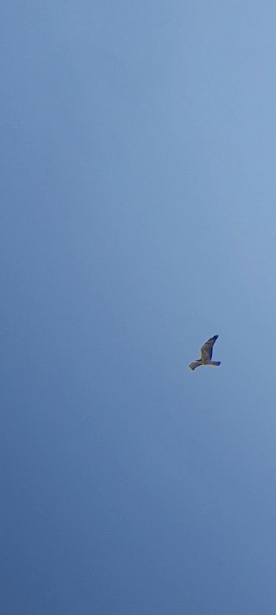 Swainson's Hawk - ML645541322