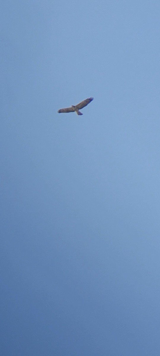 Swainson's Hawk - ML645541323