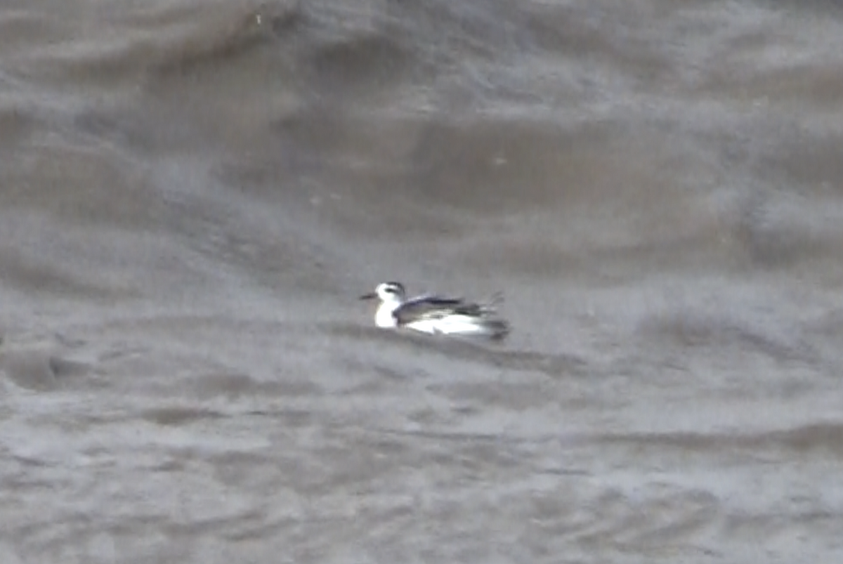 Mendebal-txori mokolodia - ML645541324