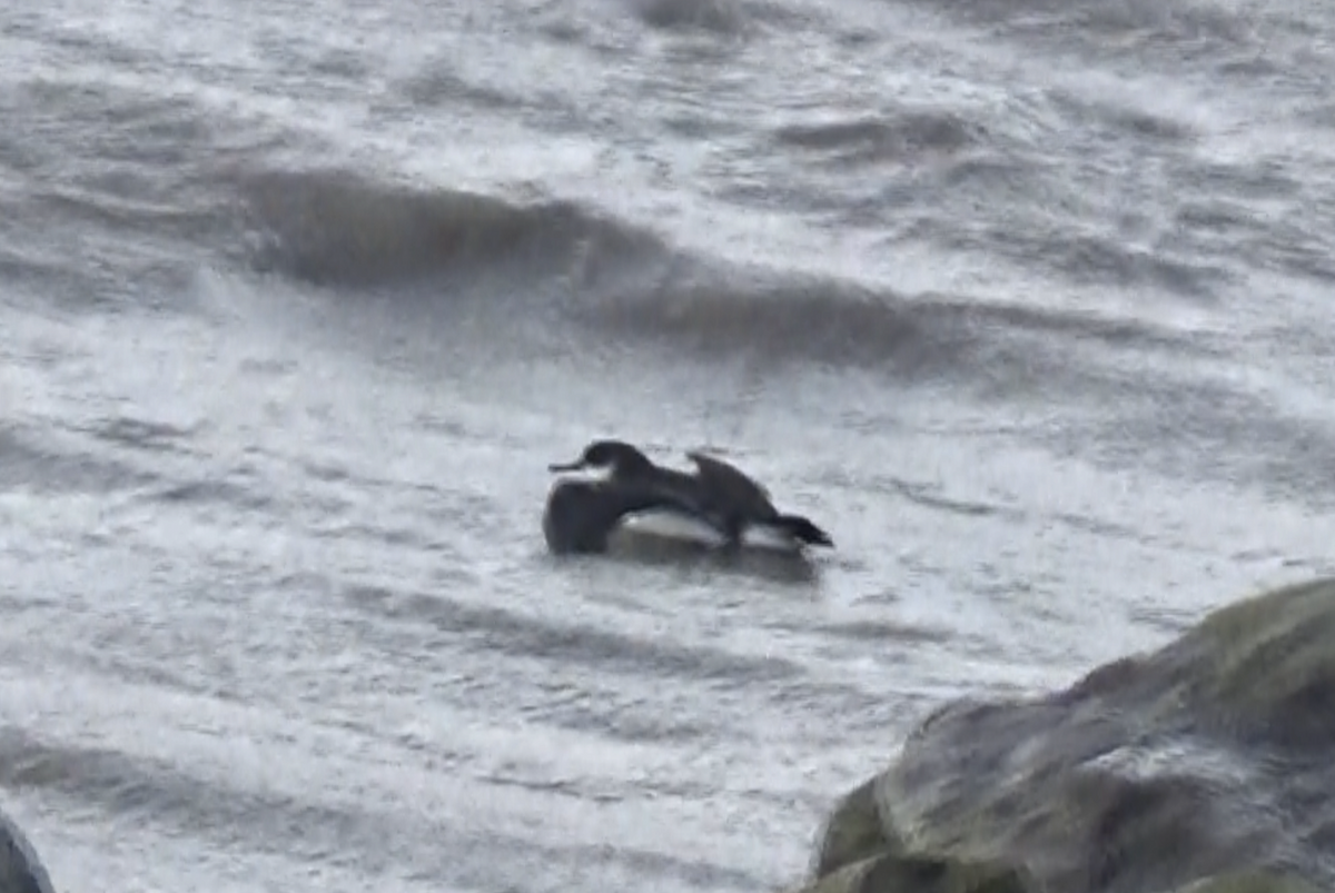 Gabai arrunta - ML645541325