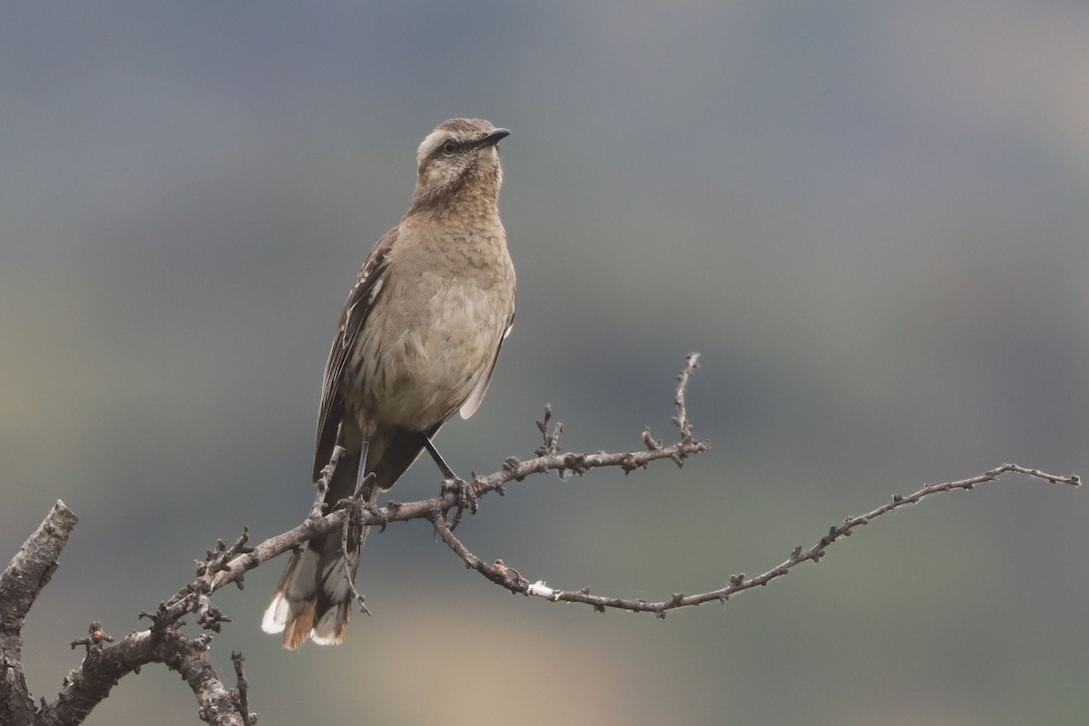 Chilean Mockingbird - ML645541326