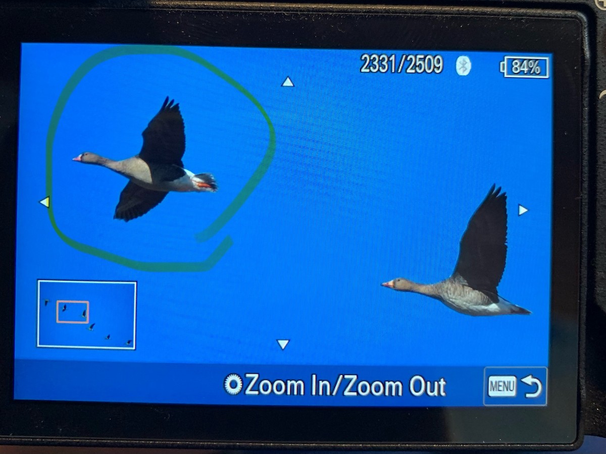 Гуска мала - ML645541327