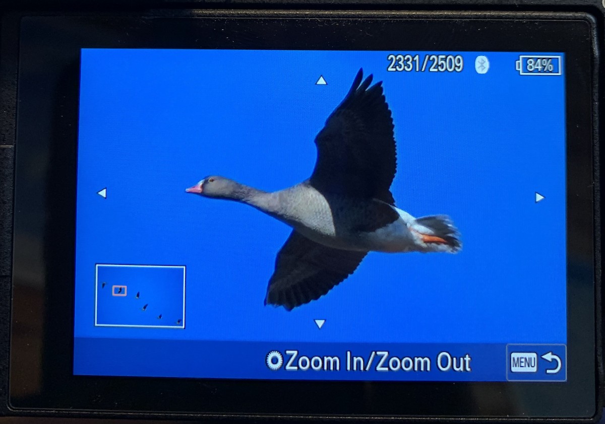 Гуска мала - ML645541328