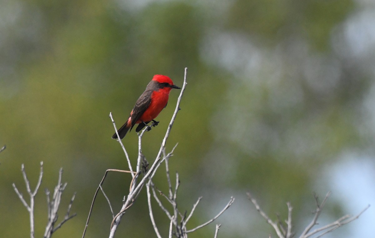 Vermilion Flycatcher - ML645541329