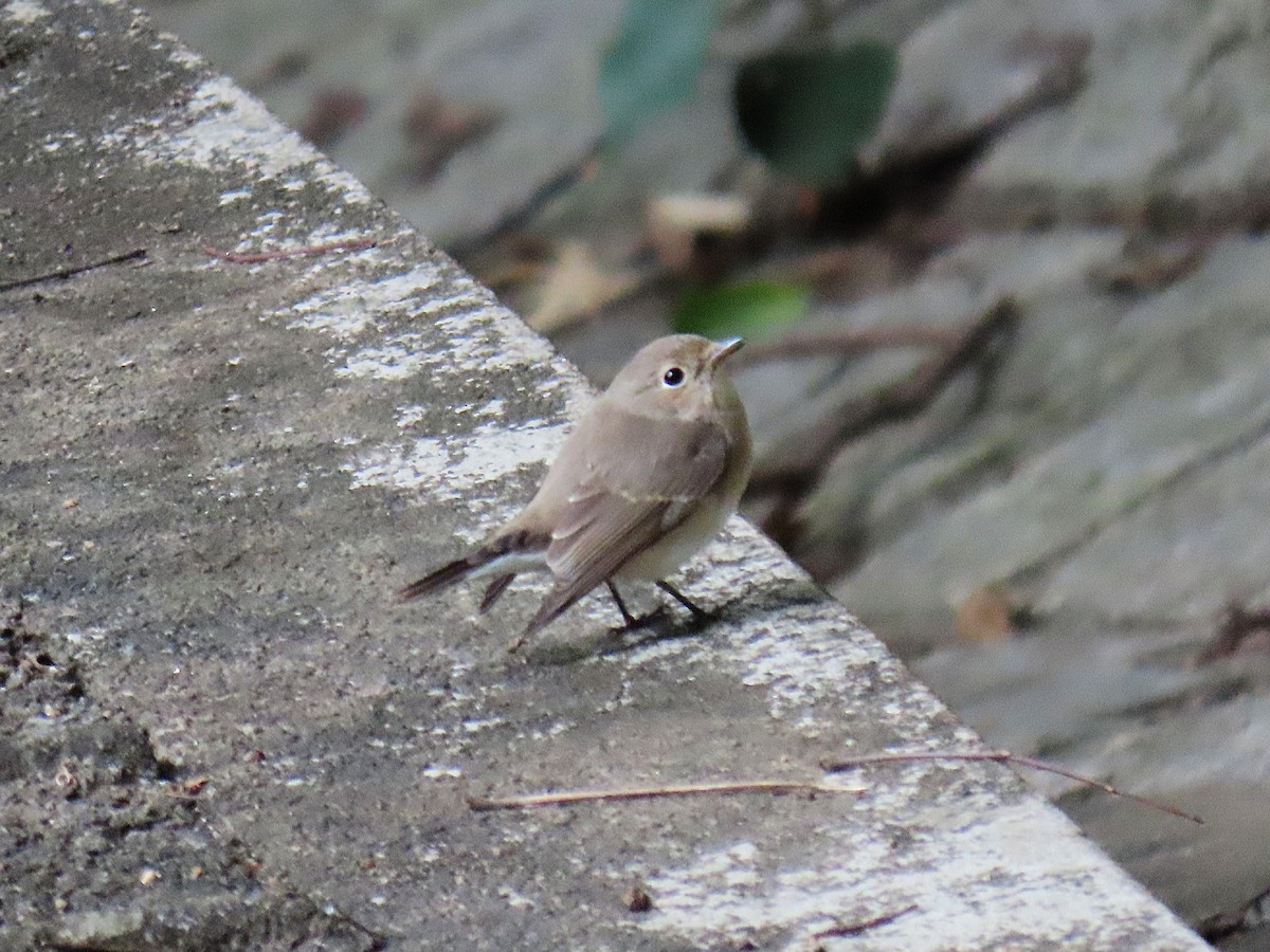 Euli-txori papargorria - ML645541330