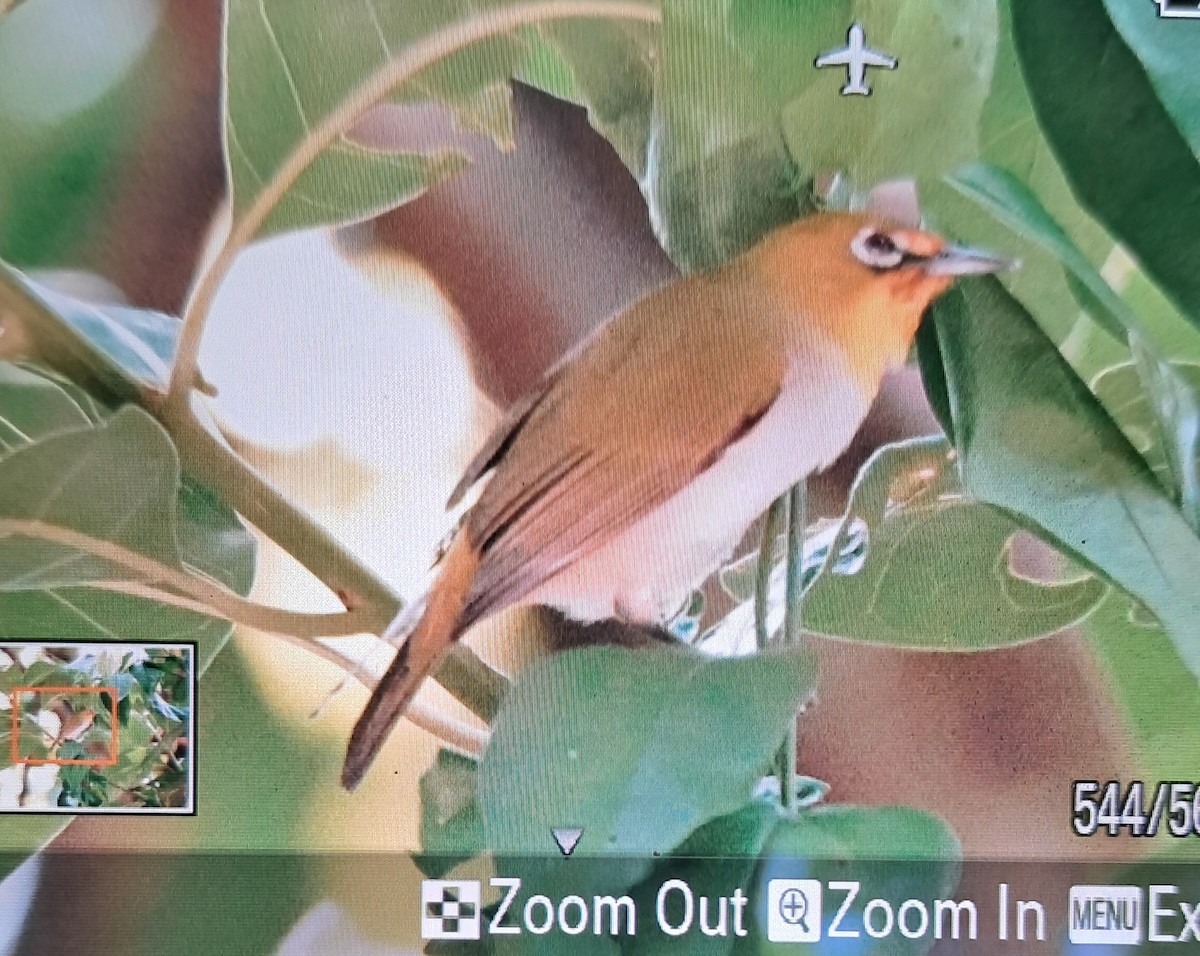 シロハラマングローブメジロ - ML645541332