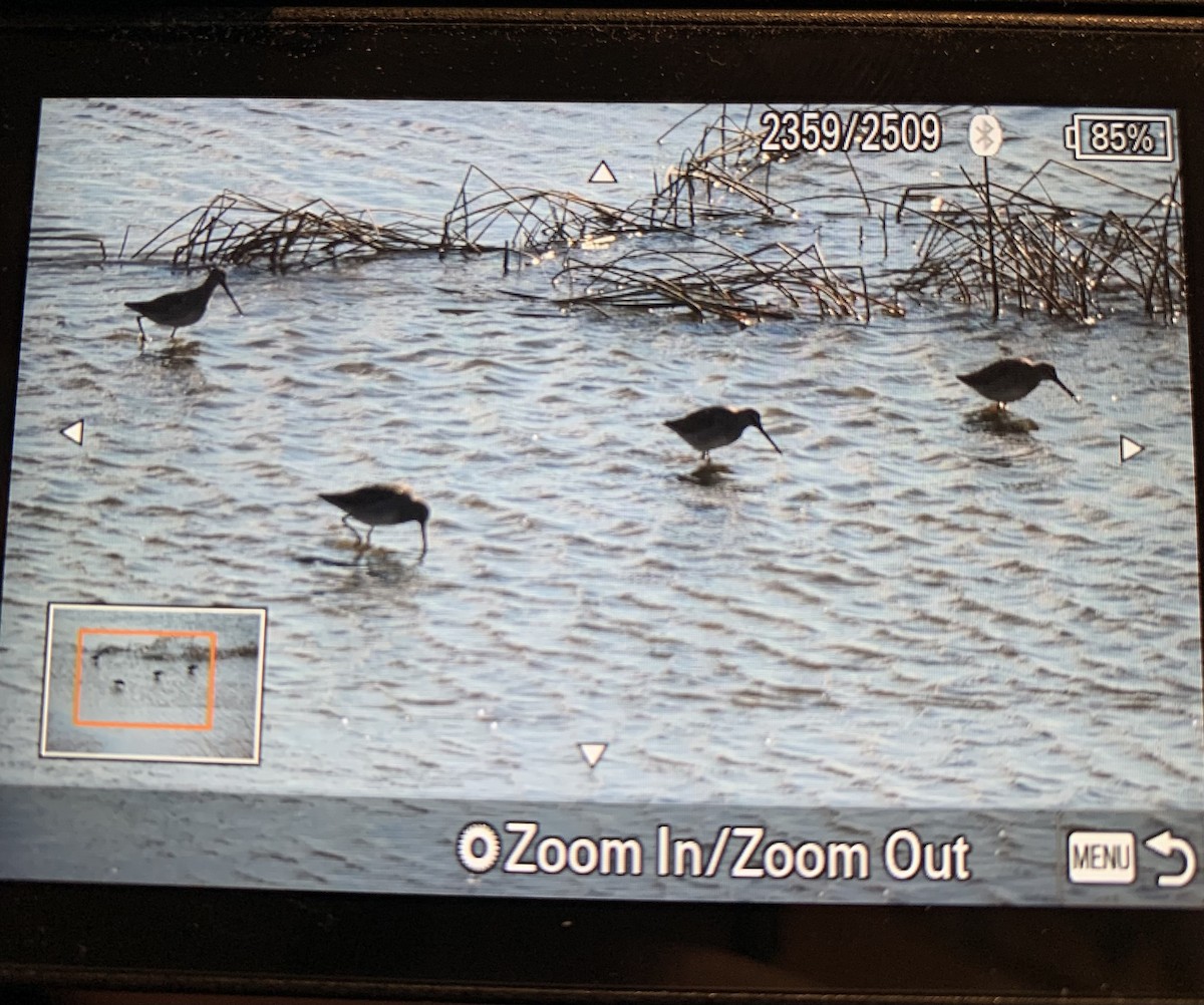 Неголь довгодзьобий - ML645541333