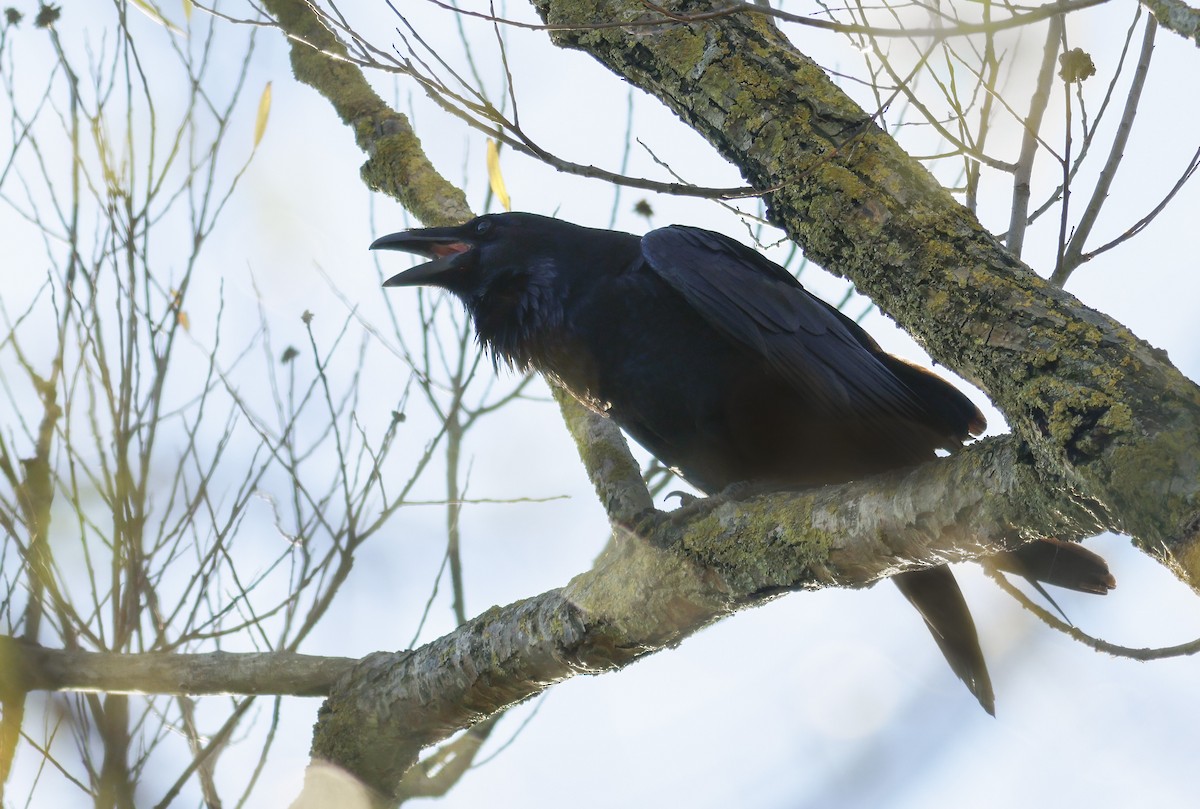 Erroi handia - ML645541334