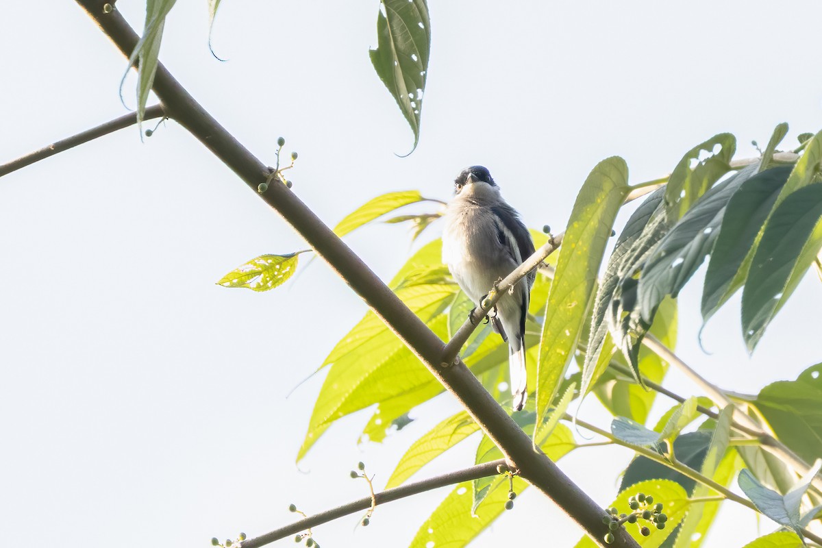 Bar-winged Flycatcher-shrike - ML645541335