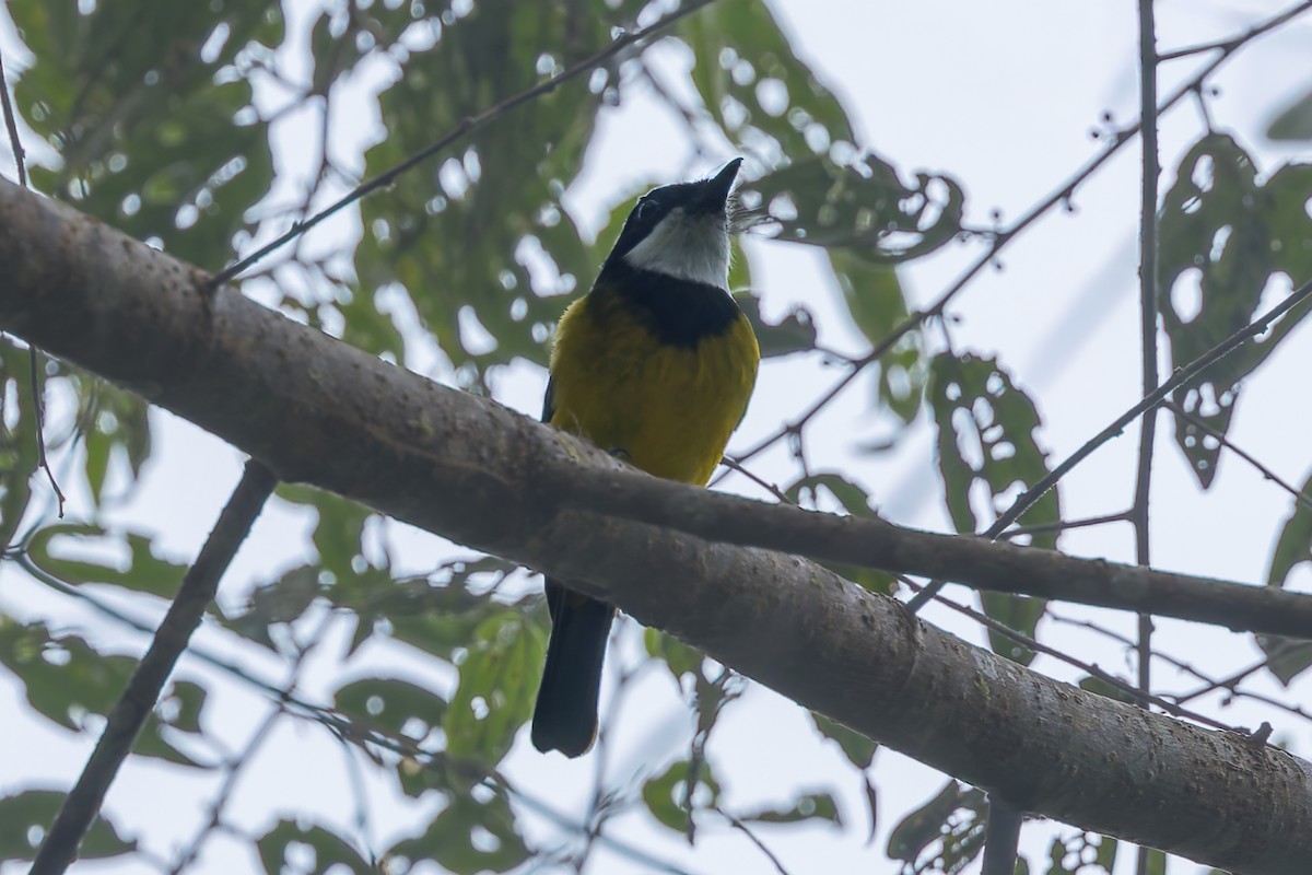 Sclater's Whistler - ML645541336