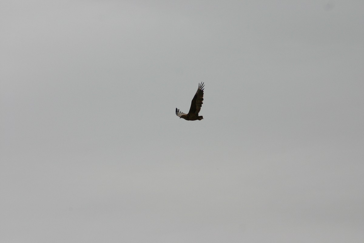 Arrano akrobata - ML645541337