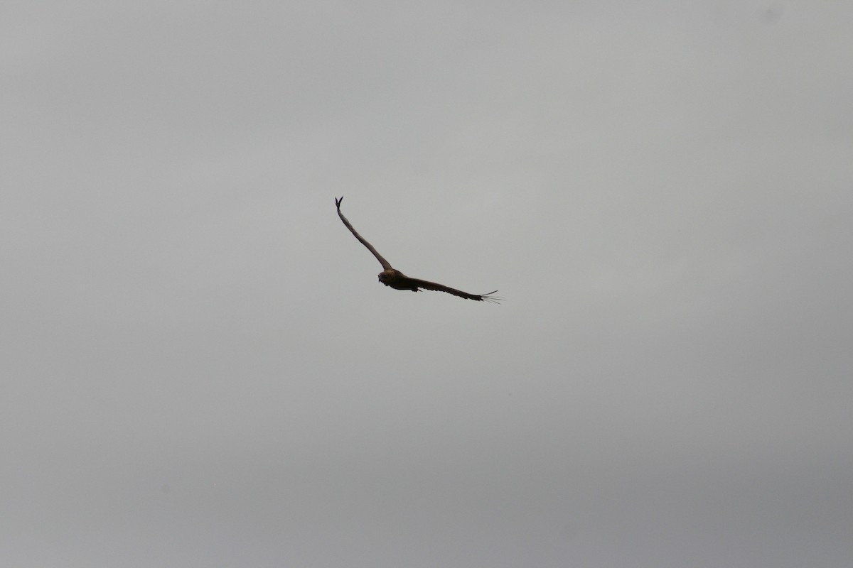 Arrano akrobata - ML645541338