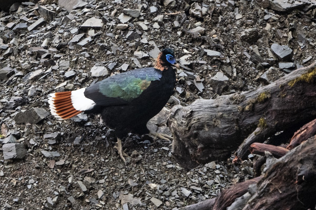 Sclater's Monal (Band-tailed) - ML645541340