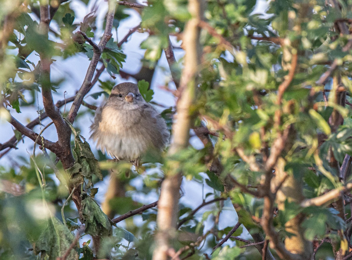 House Sparrow - ML645541345