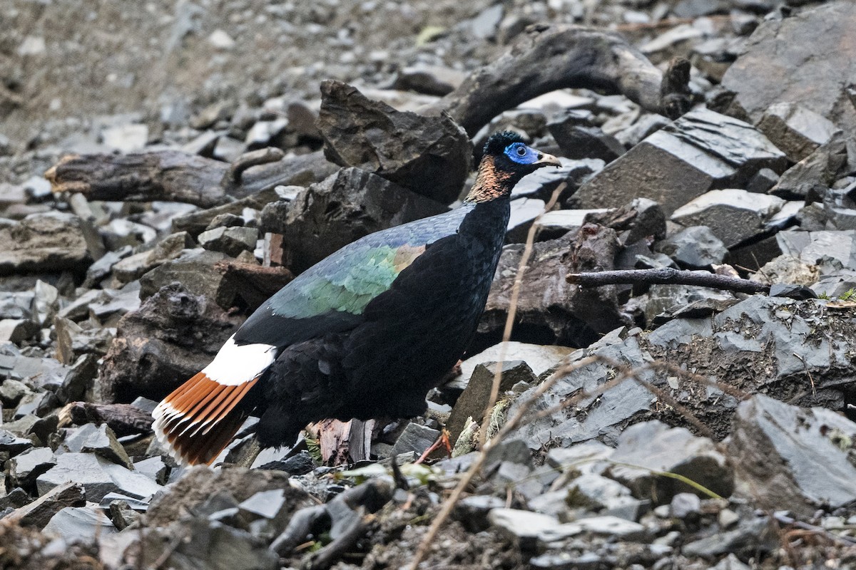 Sclater's Monal (Band-tailed) - ML645541352