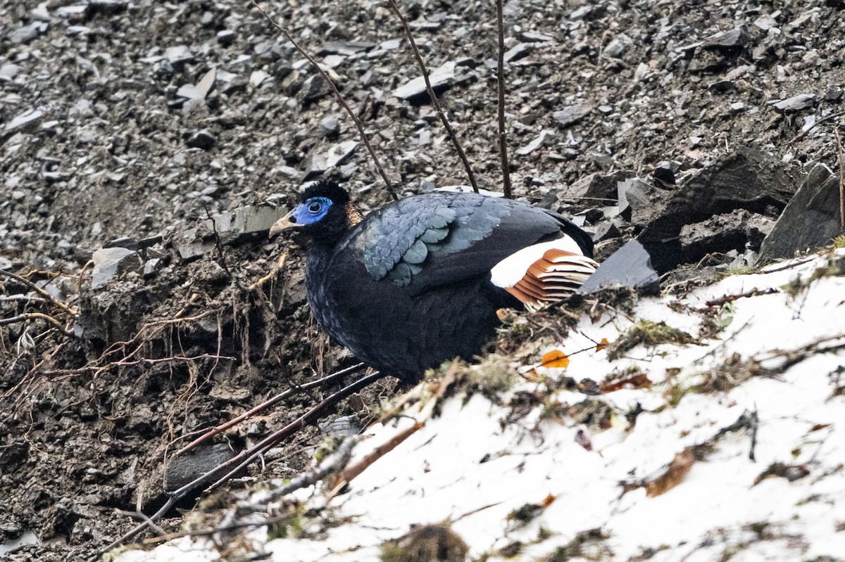 Sclater's Monal (Band-tailed) - ML645541357