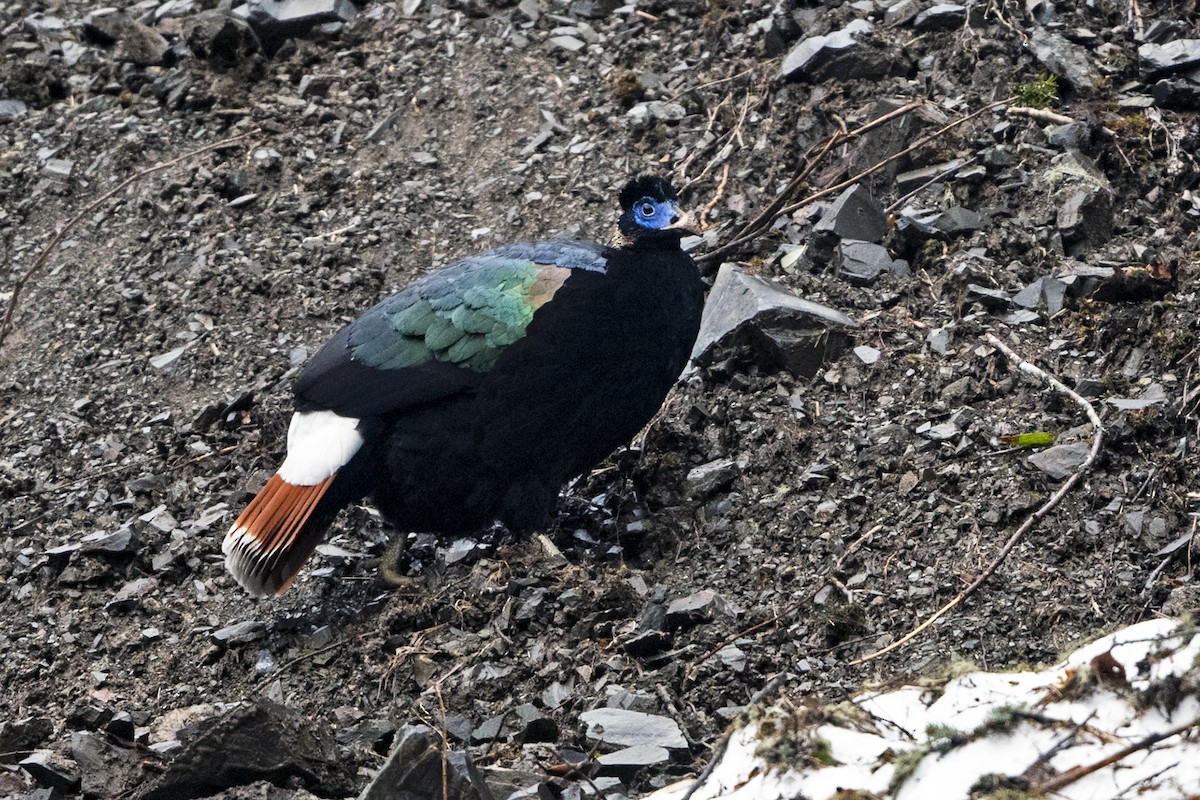 Sclater's Monal (Band-tailed) - ML645541364