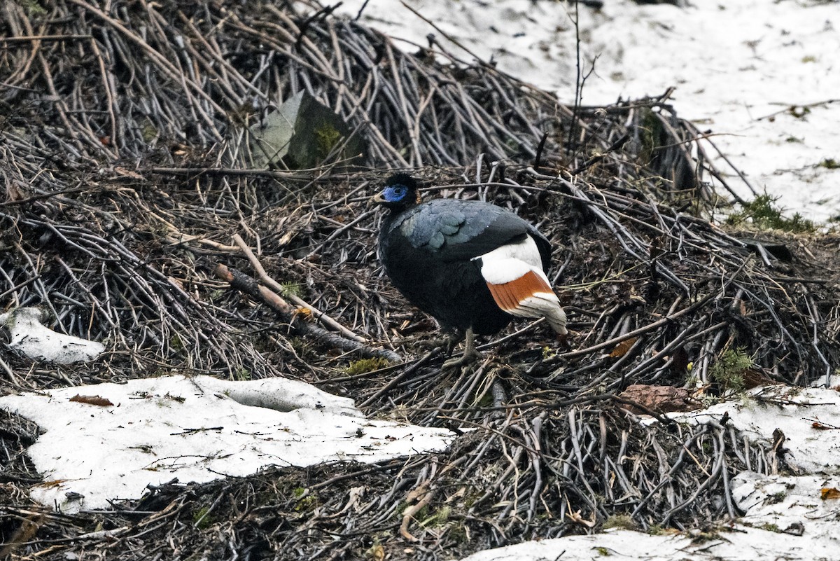 Sclater's Monal (Band-tailed) - ML645541373