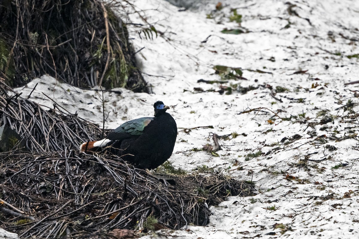 Sclater's Monal (Band-tailed) - ML645541377