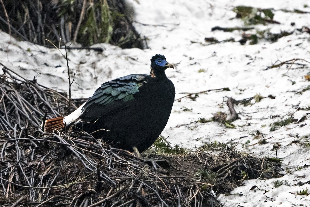 Sclater's Monal (Band-tailed) - ML645541383