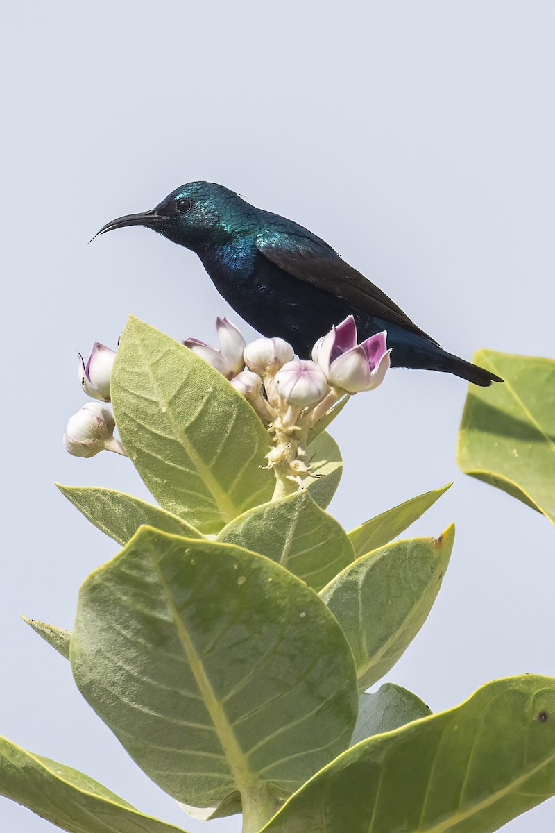 Purple Sunbird - ML645541384