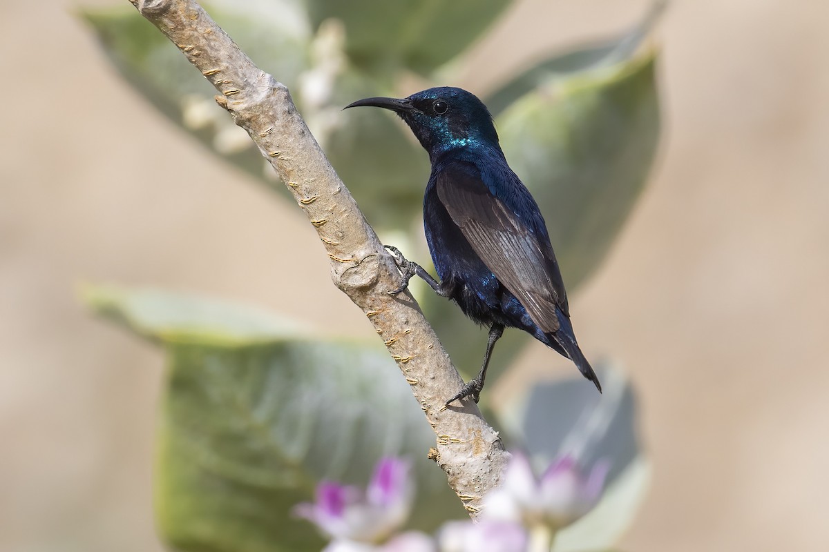 Purple Sunbird - ML645541385