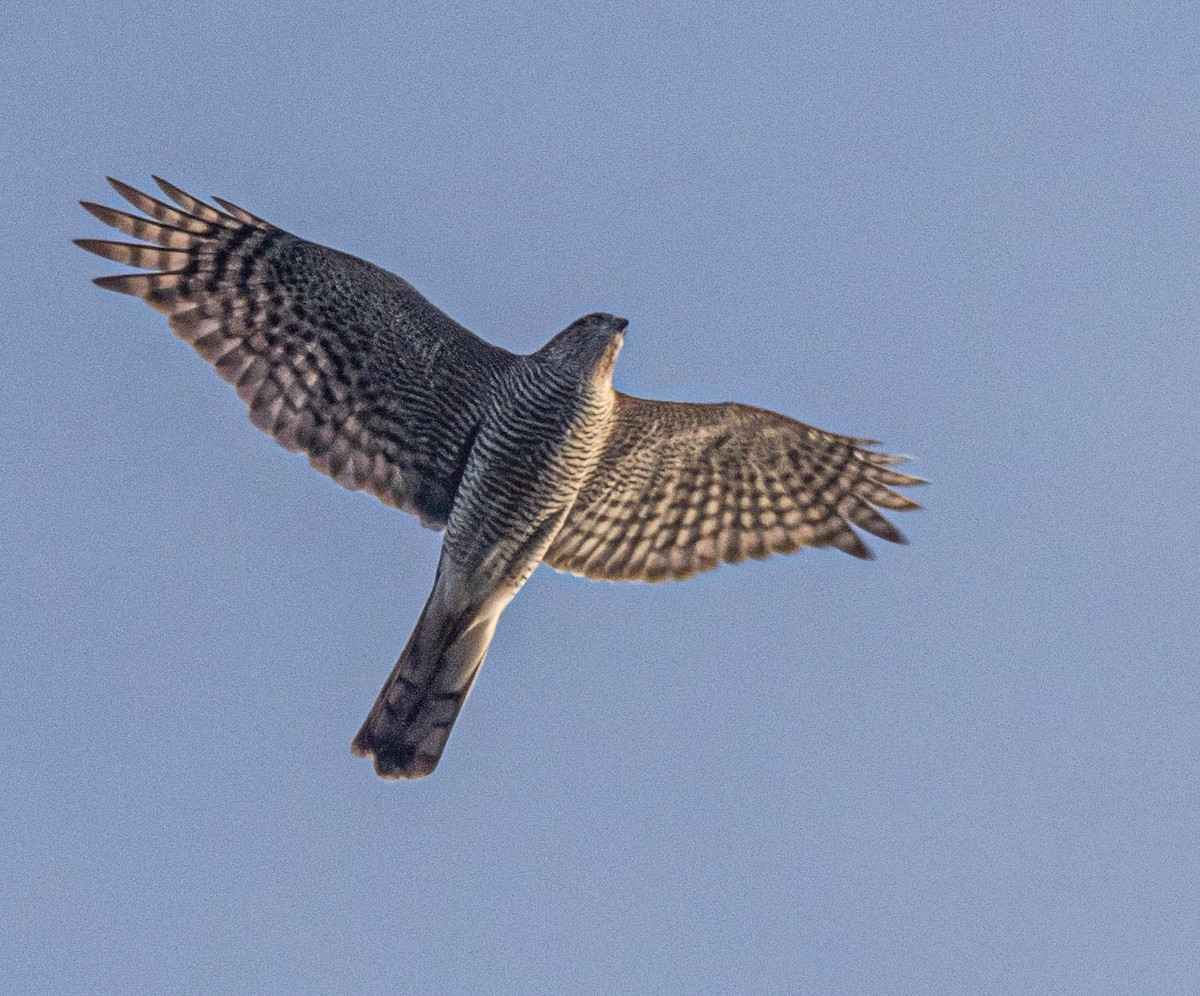 Eurasian Sparrowhawk - ML645541386