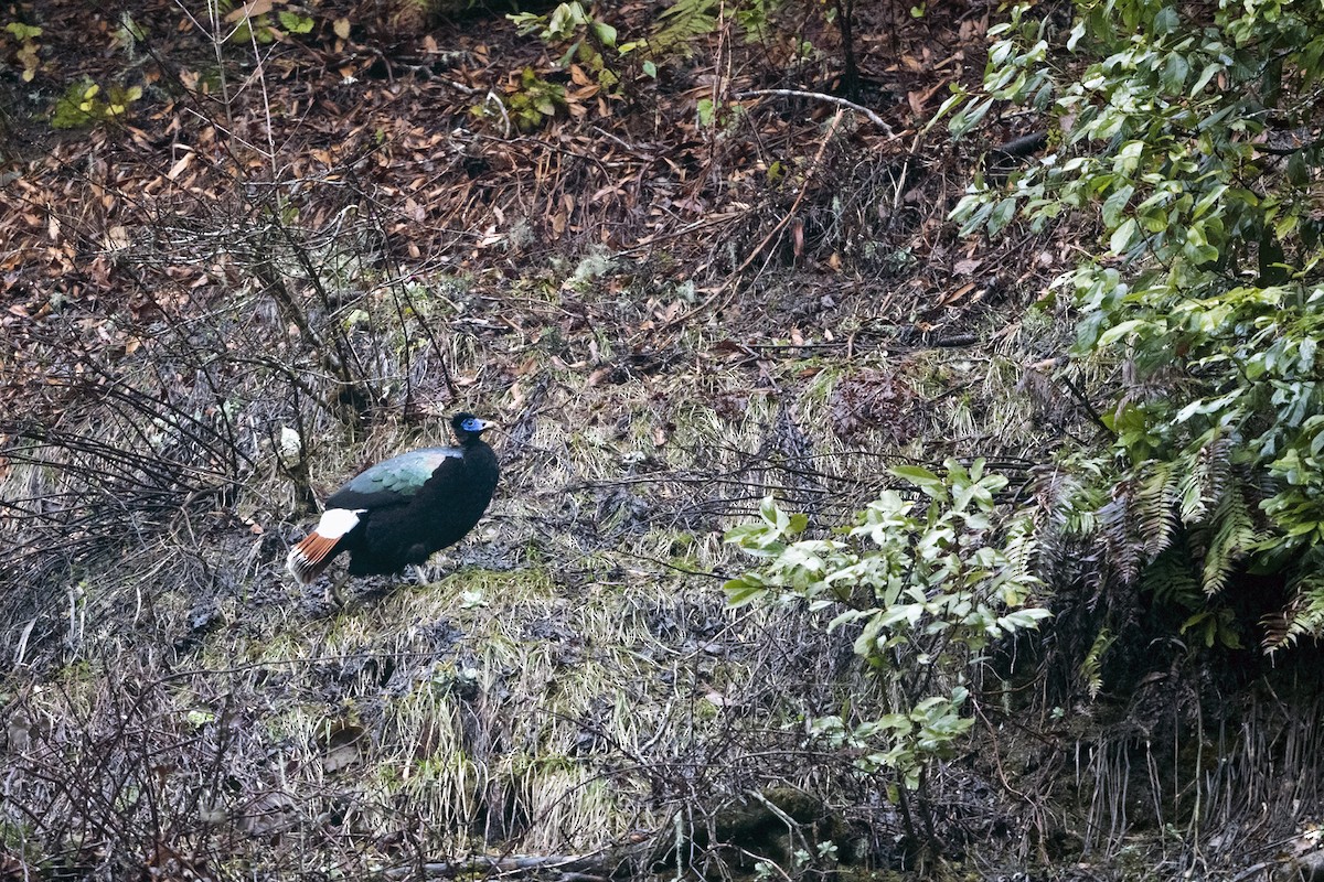 Sclater's Monal (Band-tailed) - ML645541387