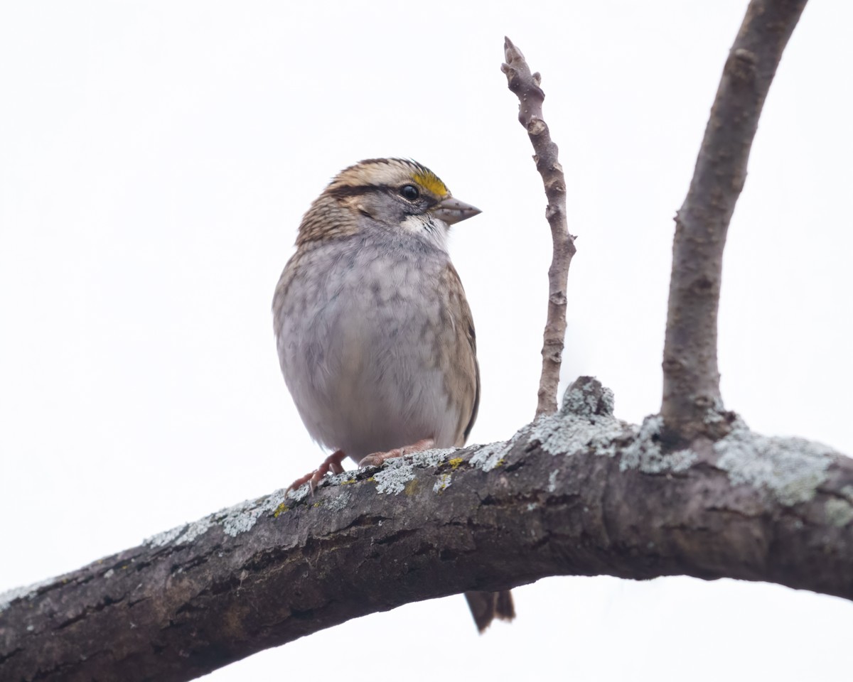 White-throated Sparrow - ML645541388
