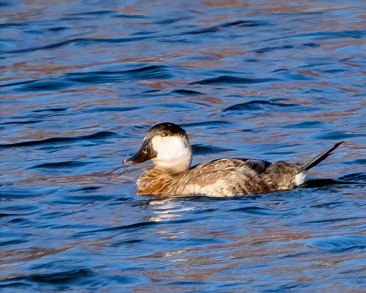 Ruddy Duck - ML645541389