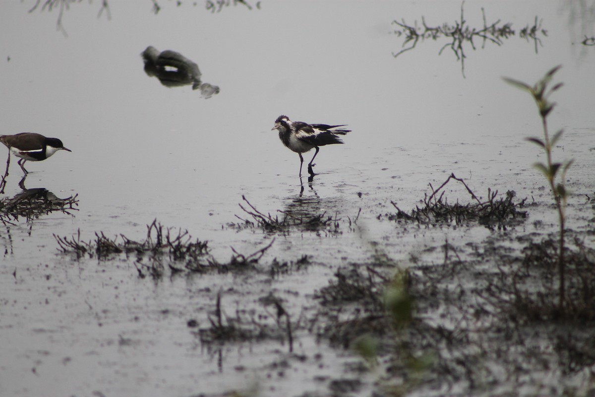 Magpie-lark - ML645541390