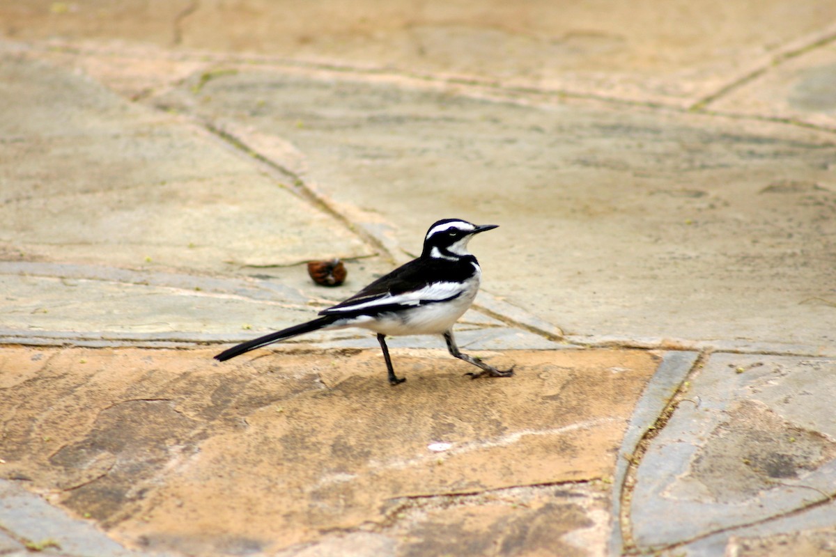 African Pied Wagtail - ML645541391
