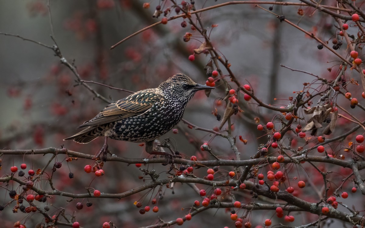 European Starling - ML645541393