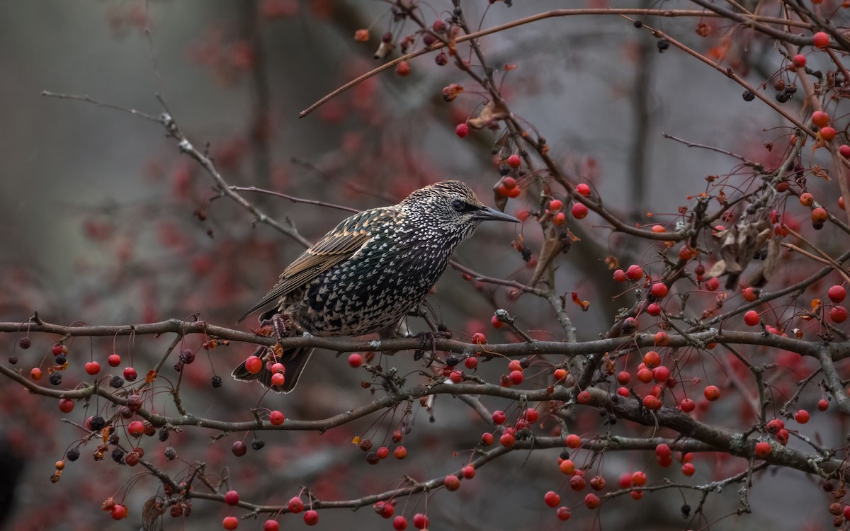 European Starling - ML645541394