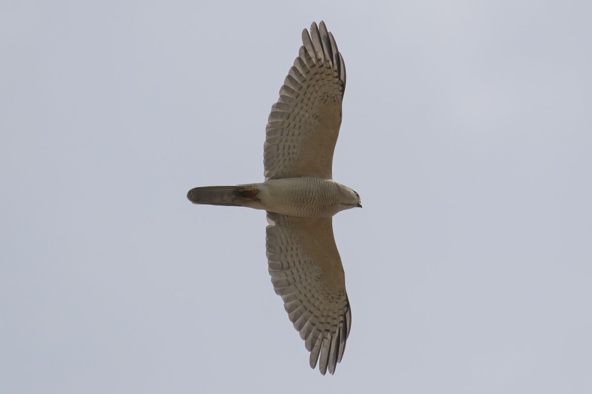 Shikra - ML645541395