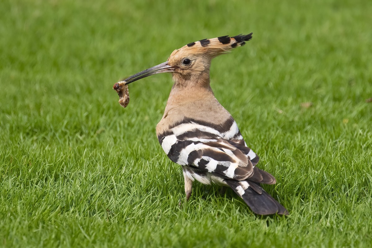 Common Hoopoe - ML645541396